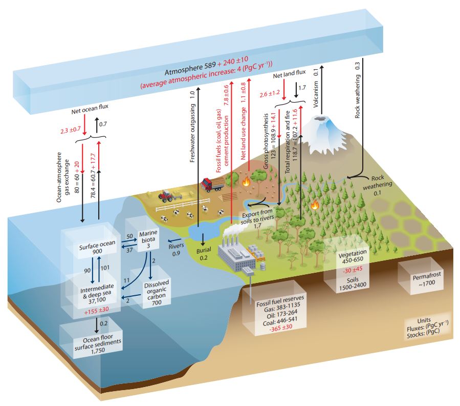 Infographie sur le cycle du carbone issue d'un rapport du GIEC